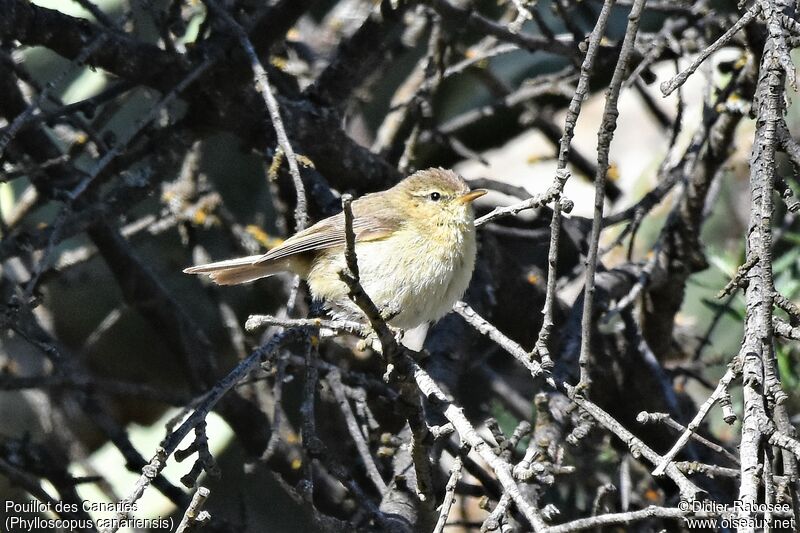 Canary Islands Chiffchaff