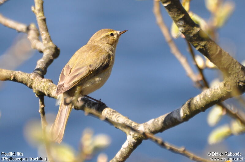 Willow Warbler