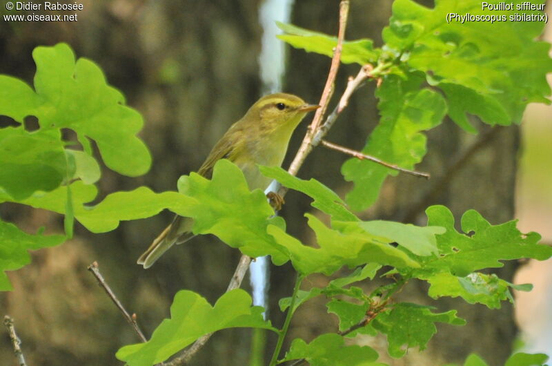 Wood Warbleradult breeding