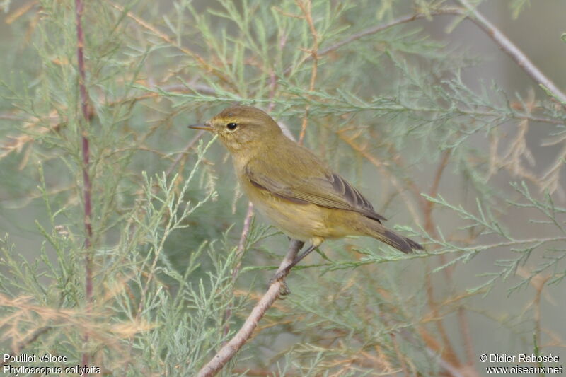 Common Chiffchaff