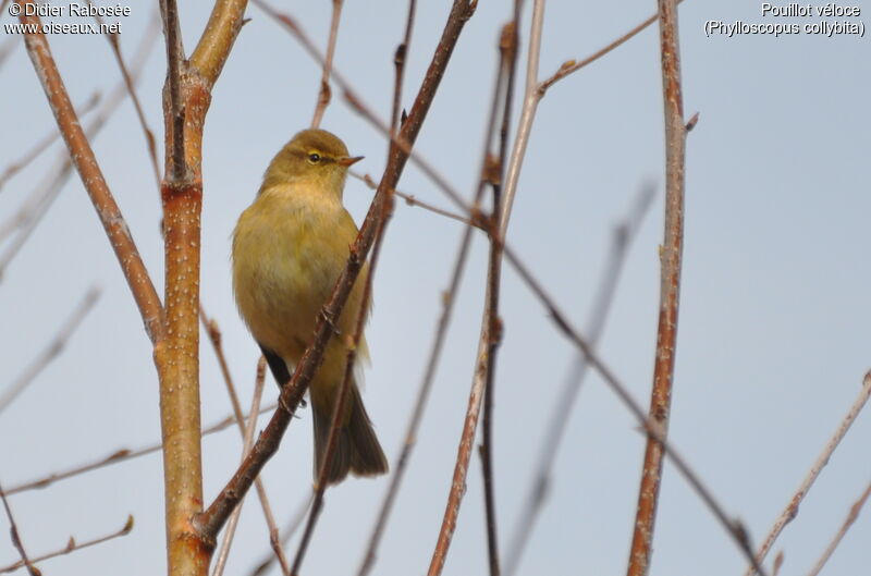 Common Chiffchaff