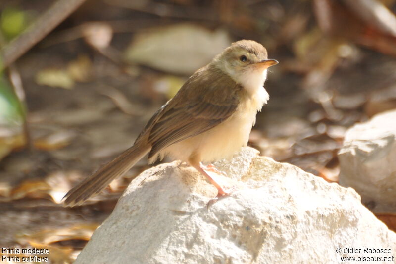 Tawny-flanked Prinia