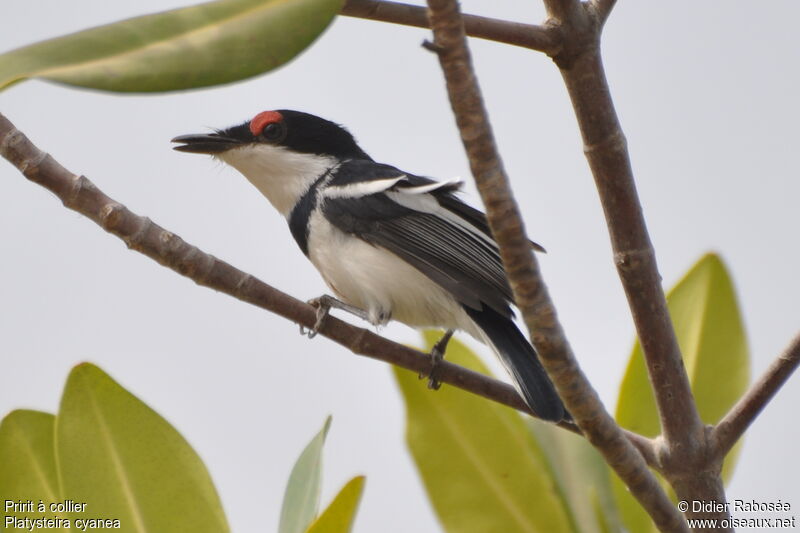 Brown-throated Wattle-eyeadult