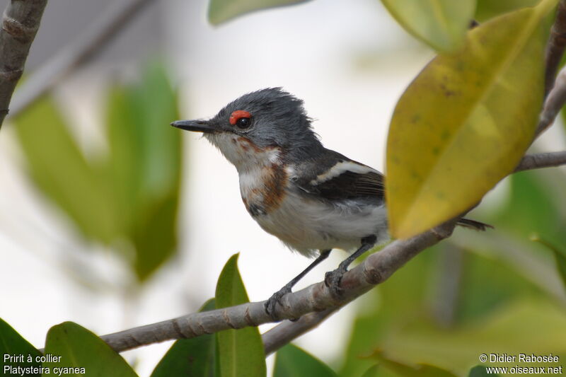 Brown-throated Wattle-eyejuvenile