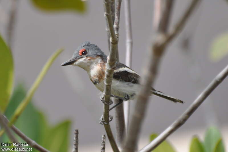 Pririt à collierjuvénile, identification