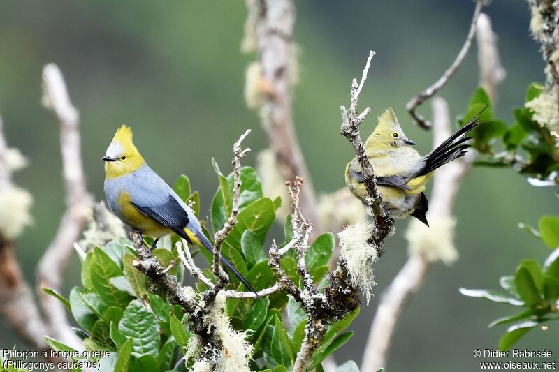 Long-tailed Silky-flycatcheradult