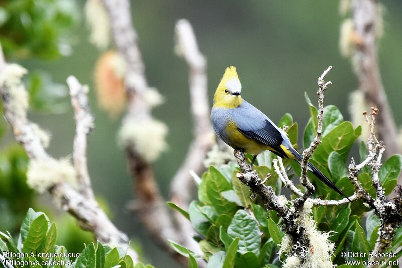 Long-tailed Silky-flycatcher male