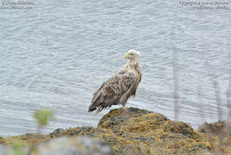 White-tailed Eagleadult