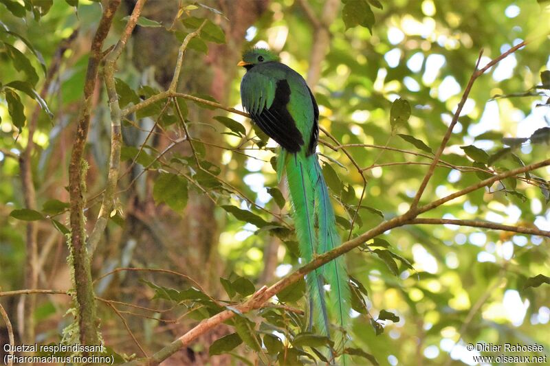 Resplendent Quetzal male adult breeding