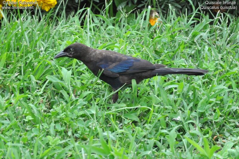 Common Grackle