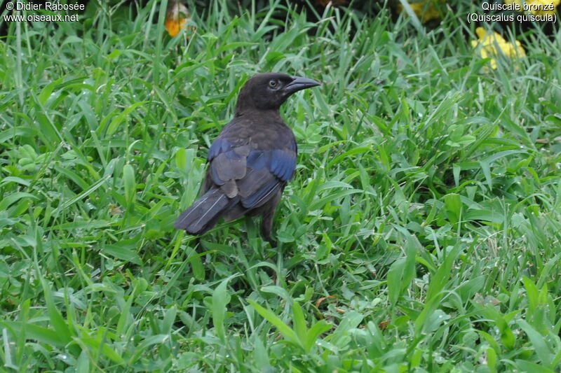 Quiscale bronzé