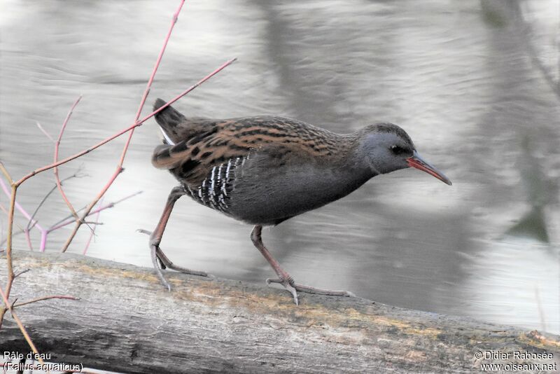 Water Rail