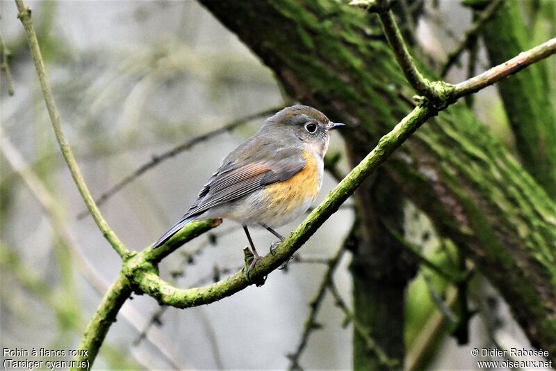 Red-flanked BluetailFirst year