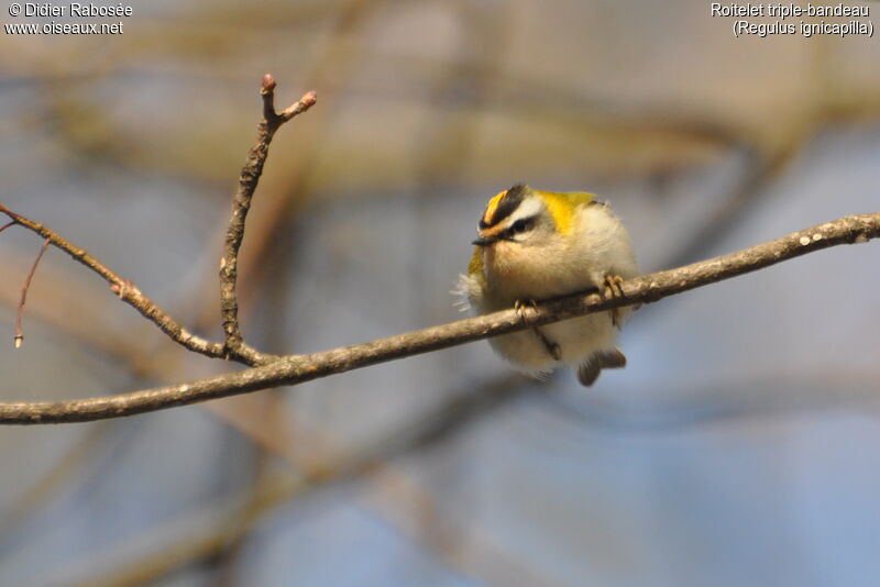 Common Firecrest