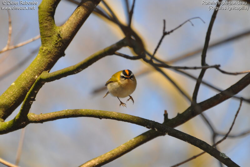 Common Firecrest male, Flight