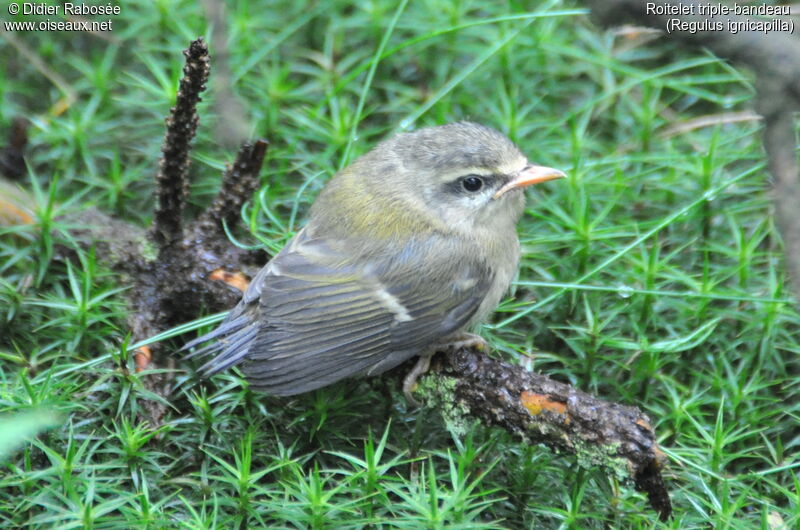 Common Firecrestjuvenile