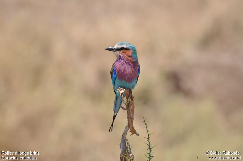 Lilac-breasted Roller