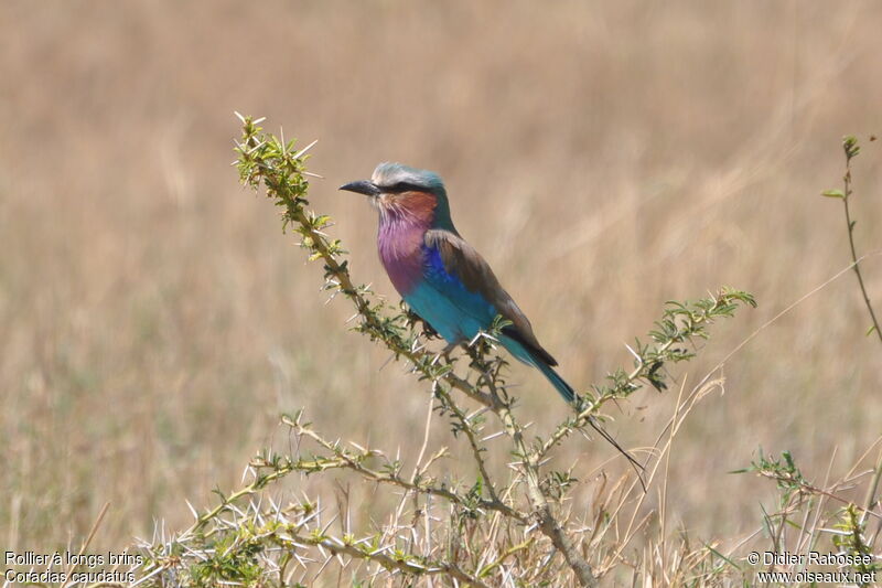 Lilac-breasted Rolleradult