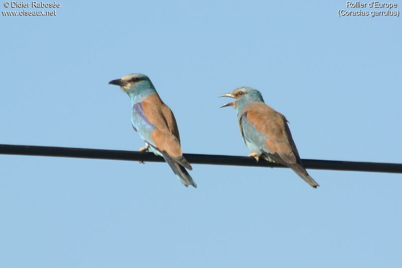 European Roller 