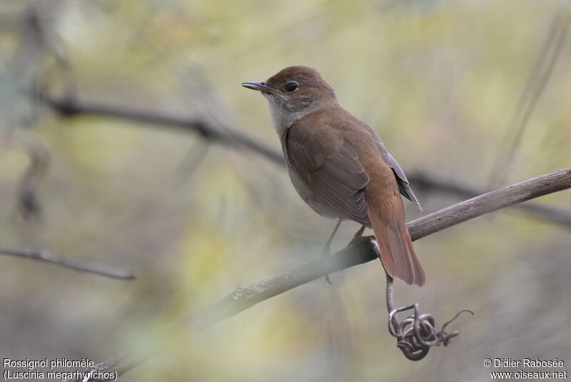 Common Nightingaleadult, identification, song