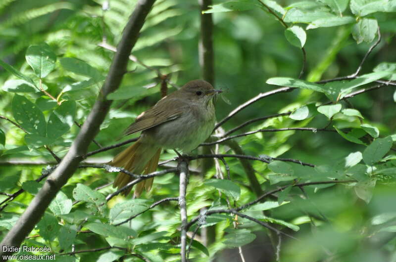 Thrush Nightingaleadult breeding, habitat, feeding habits, Reproduction-nesting