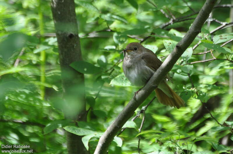 Thrush Nightingaleadult, habitat, feeding habits, Reproduction-nesting