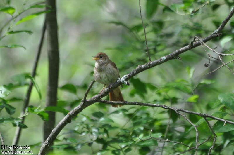 Thrush Nightingaleadult, song