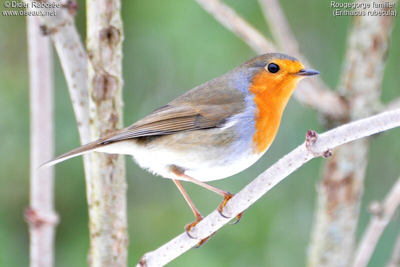 European Robin