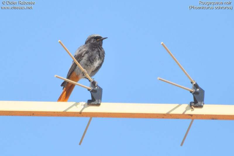 Black Redstart