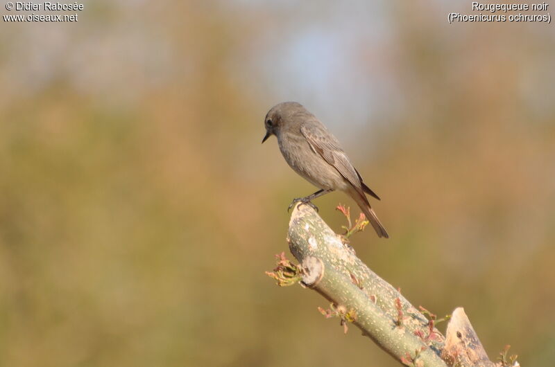 Black Redstart