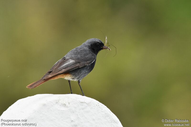 Black Redstart male adult breeding, Reproduction-nesting