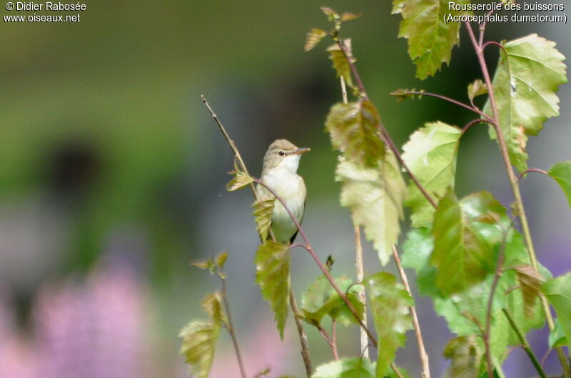 Blyth's Reed Warbler