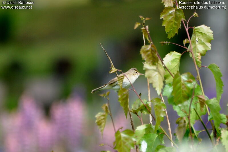 Blyth's Reed Warbler