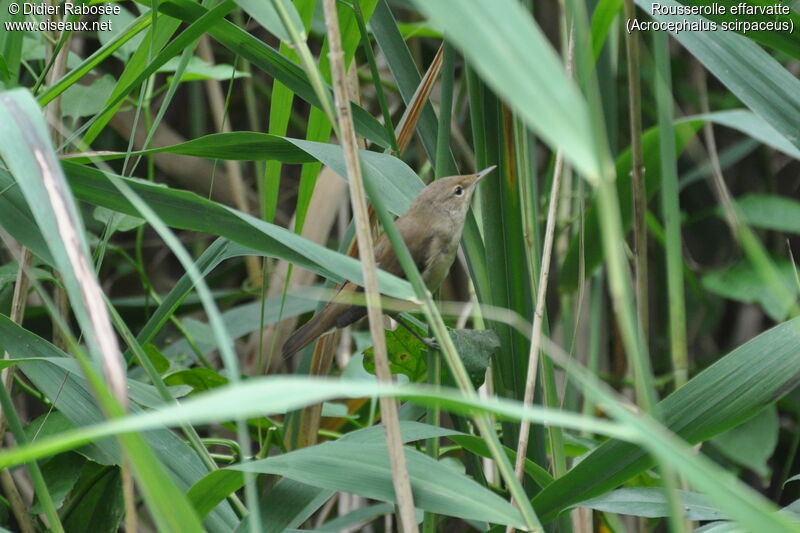 Common Reed Warbler