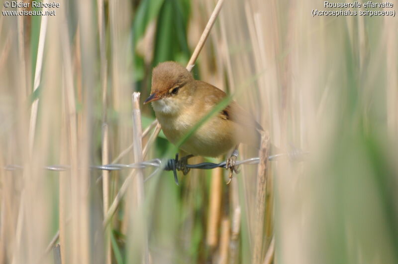 Common Reed Warbler