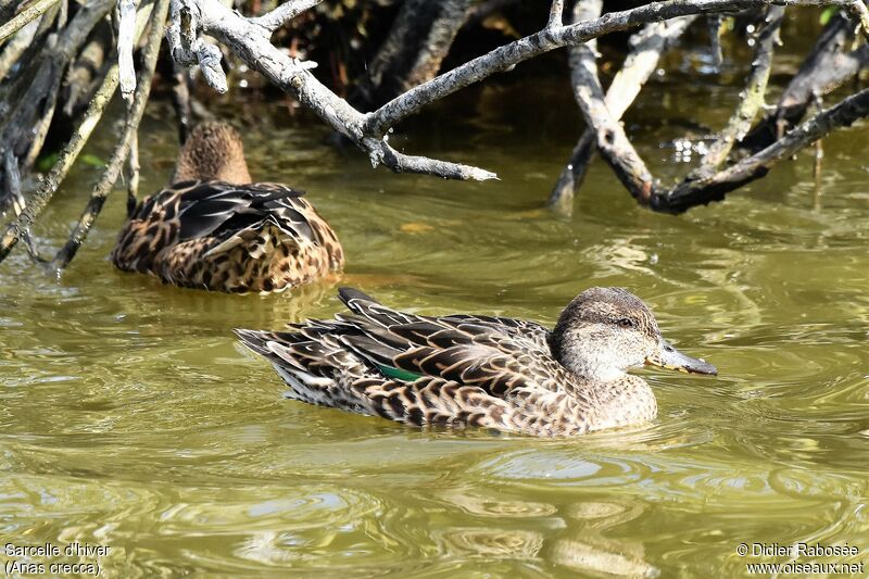 Eurasian Teal female adult