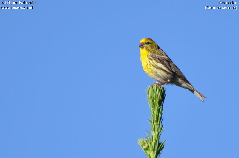 European Serin