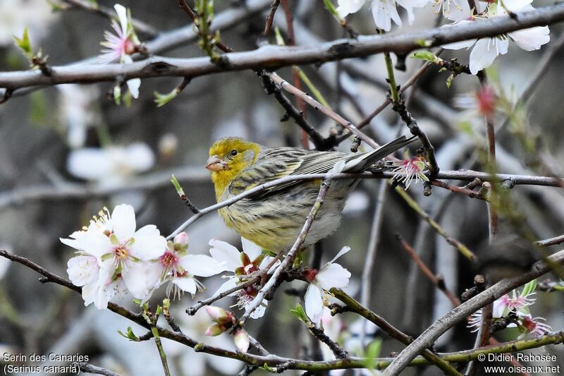 Atlantic Canary male adult