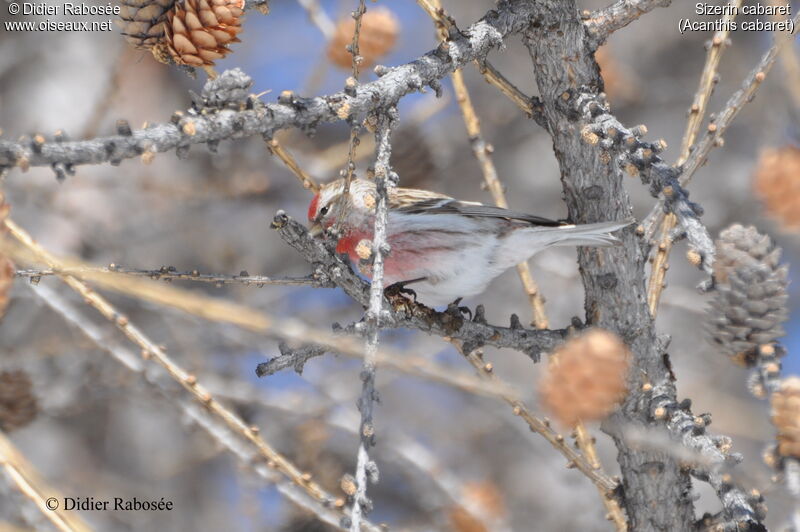 Lesser Redpoll