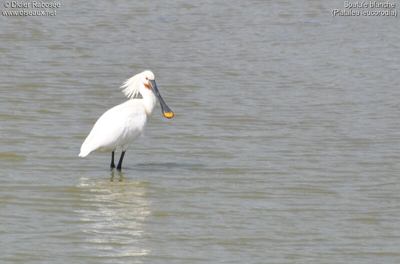 Eurasian Spoonbilladult breeding