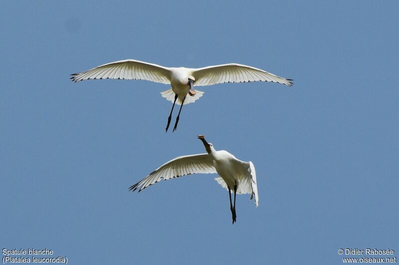 Eurasian Spoonbilladult breeding, Flight