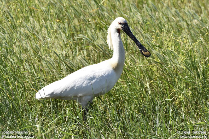 Eurasian Spoonbilladult