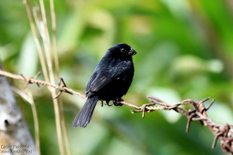 Variable Seedeater male adult, identification