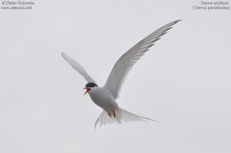 Arctic Ternadult breeding, Flight