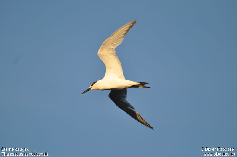 Sandwich Tern