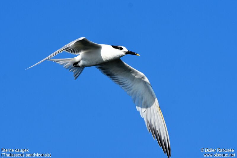 Sandwich Ternadult post breeding, Flight