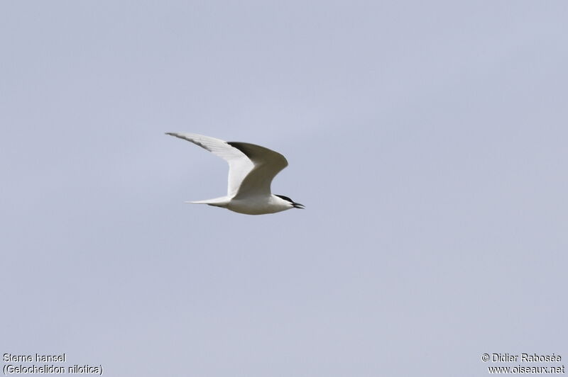 Gull-billed Ternadult