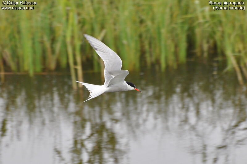 Common Ternadult breeding, Flight