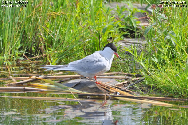 Common Ternadult breeding