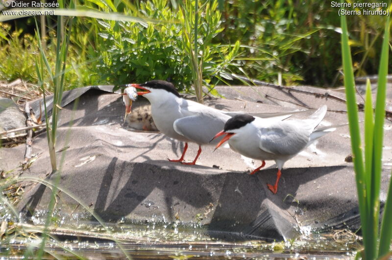 Common Ternadult breeding, Reproduction-nesting